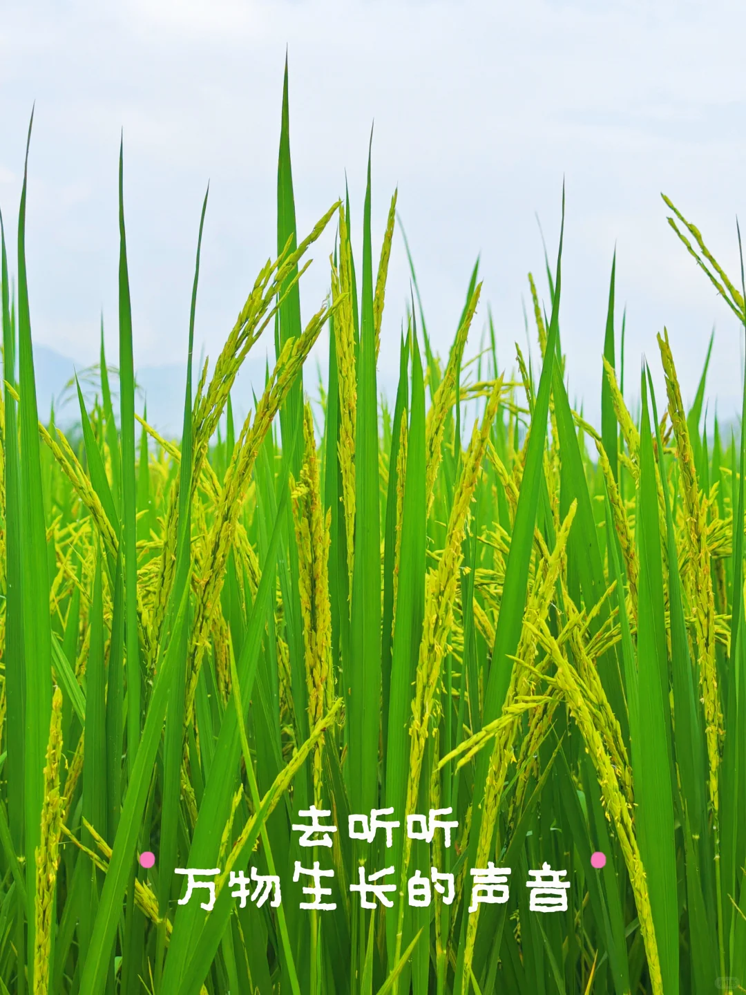 回云浮的村里看看稻田吧🌾