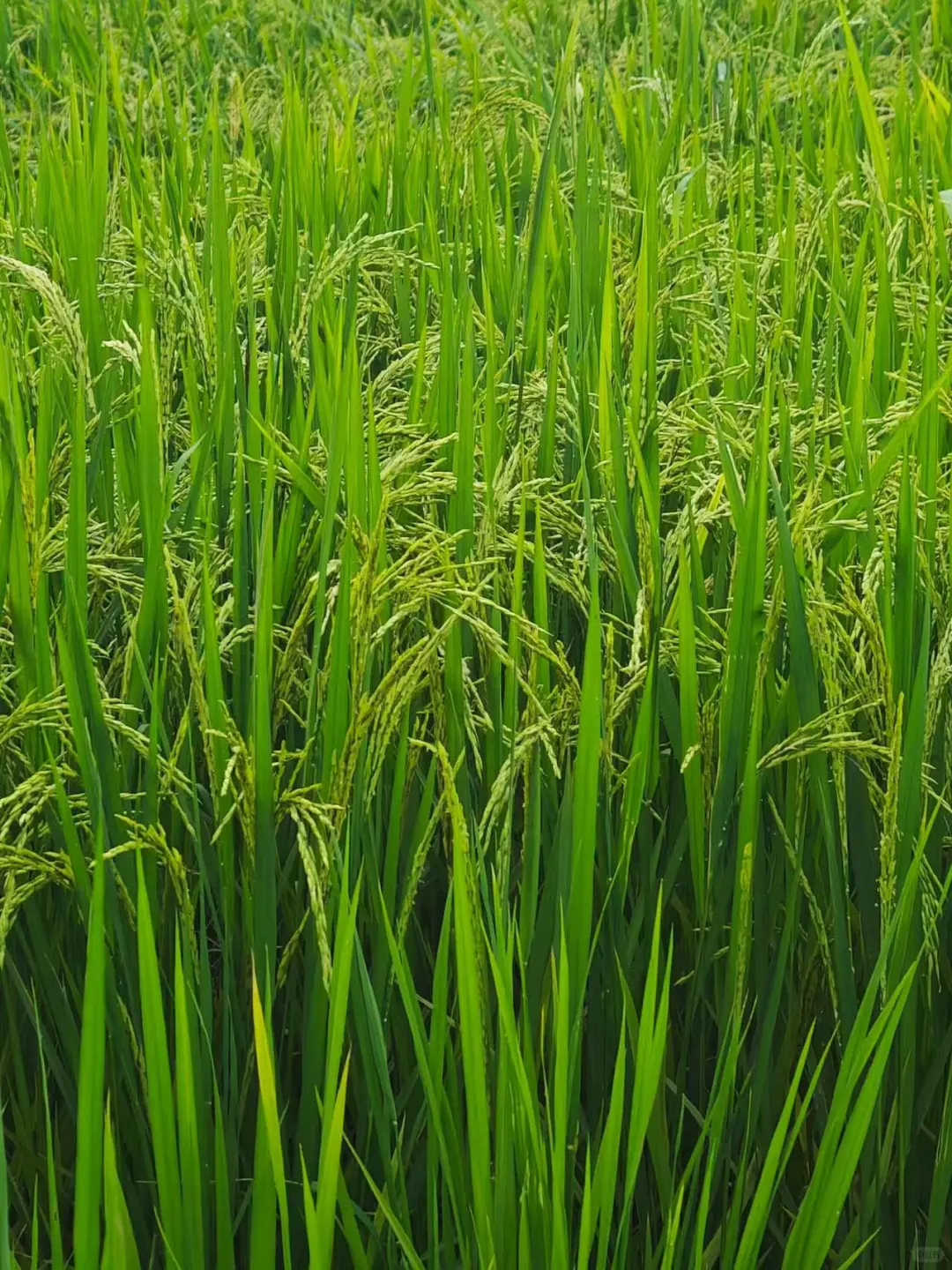 回云浮的村里看看稻田吧🌾