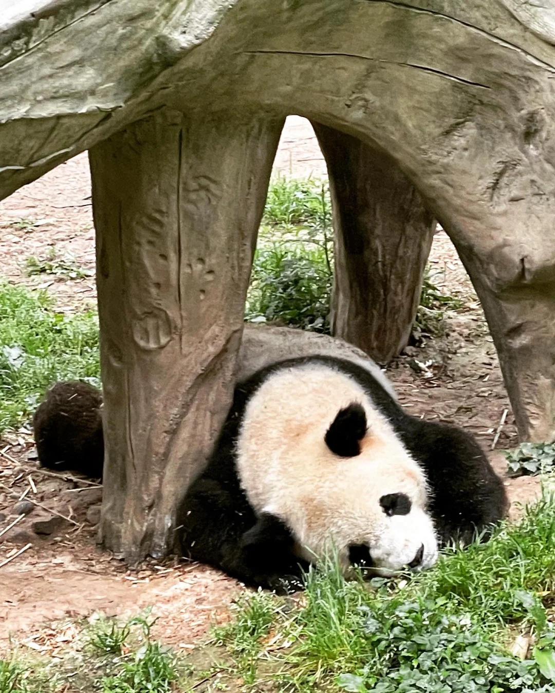 说说今年香港中文老师招聘的感受