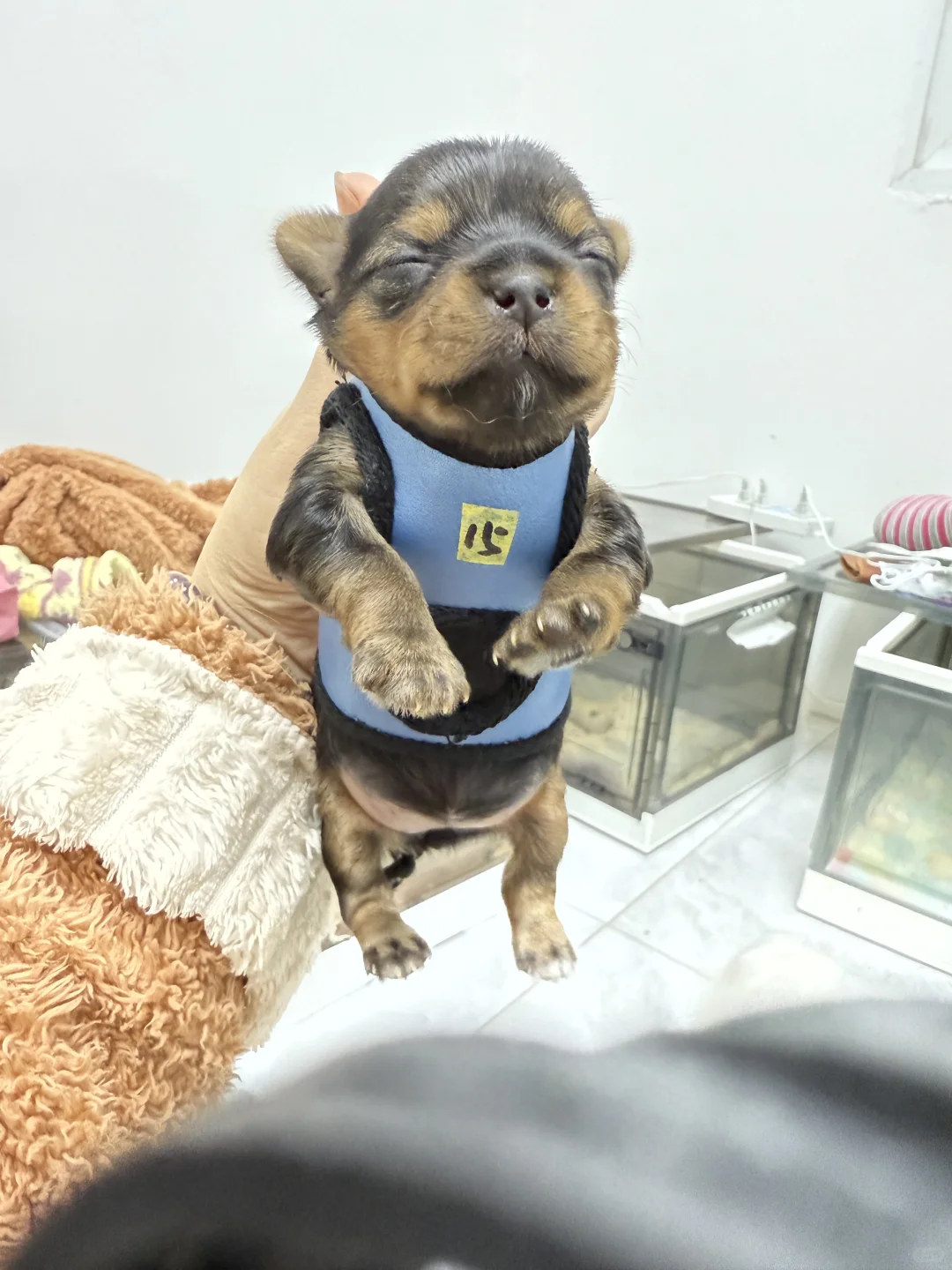 招聘信息 马尔济斯犬舍招聘宠物美容师一名（