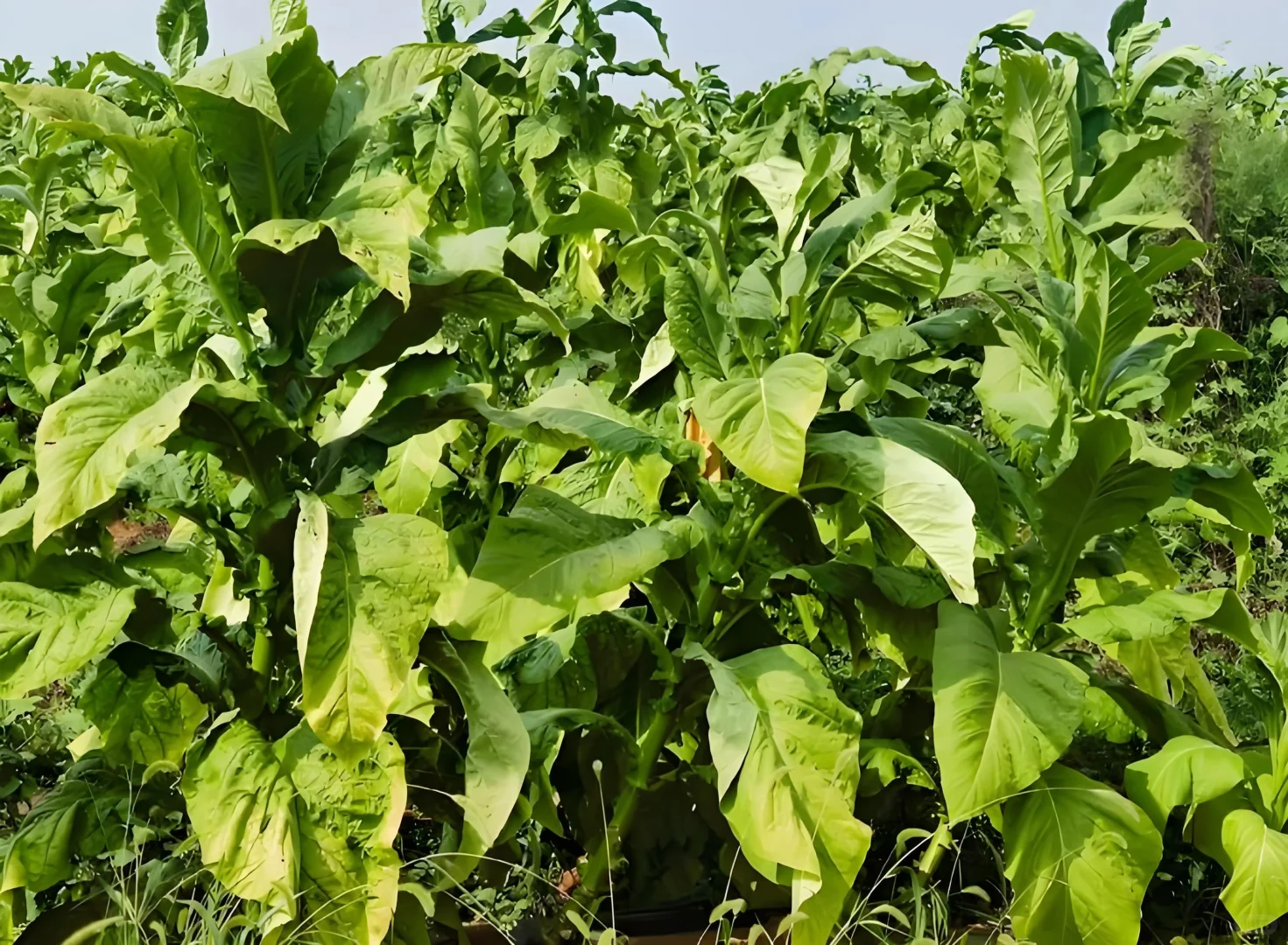 烟草公司送烟员
