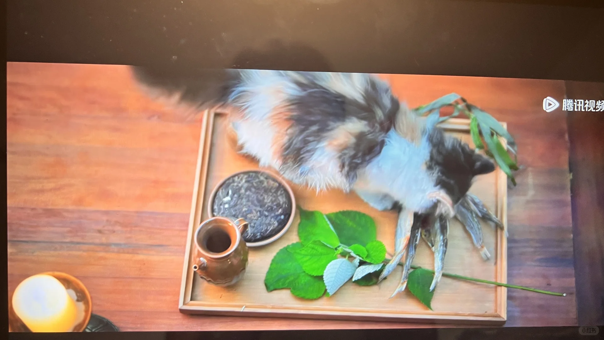 聘猫礼上电视了太好啦太好啦