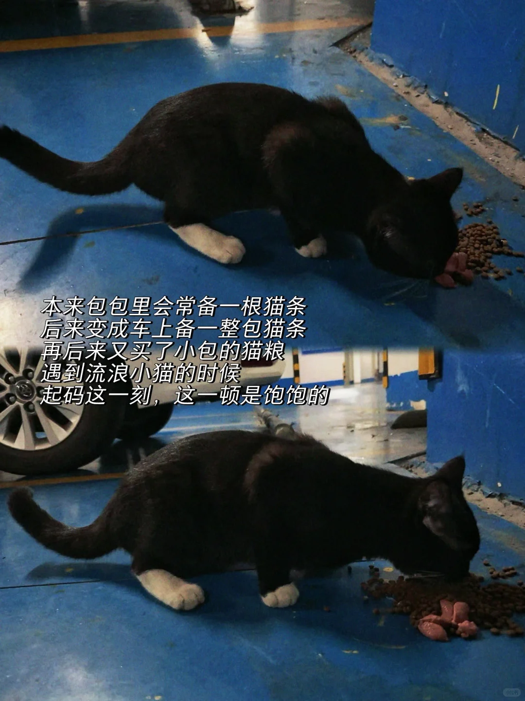 近期关键字：爱 生活 小猫