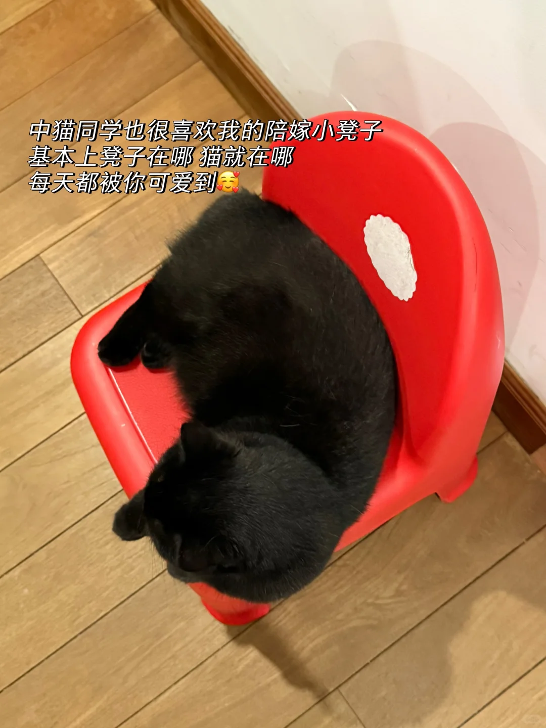 近期关键字：爱 生活 小猫