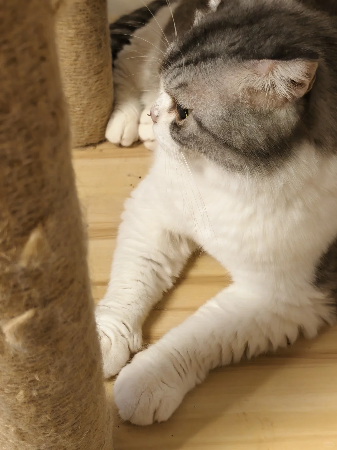 猫咖兼职200一天