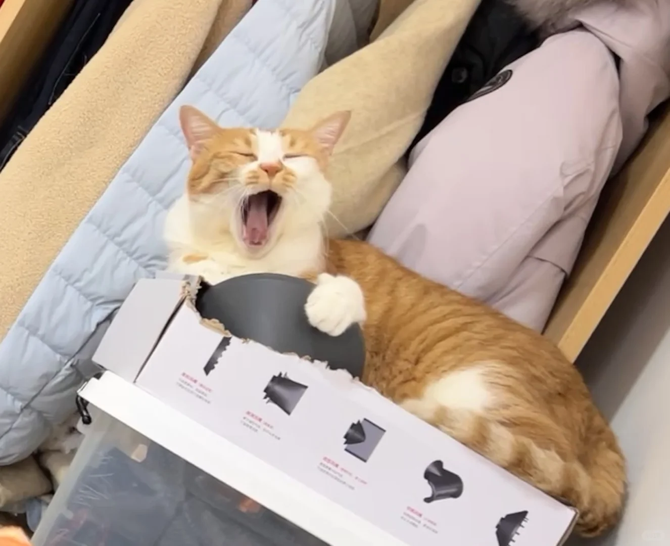 聘猫礼上电视了太好啦太好啦