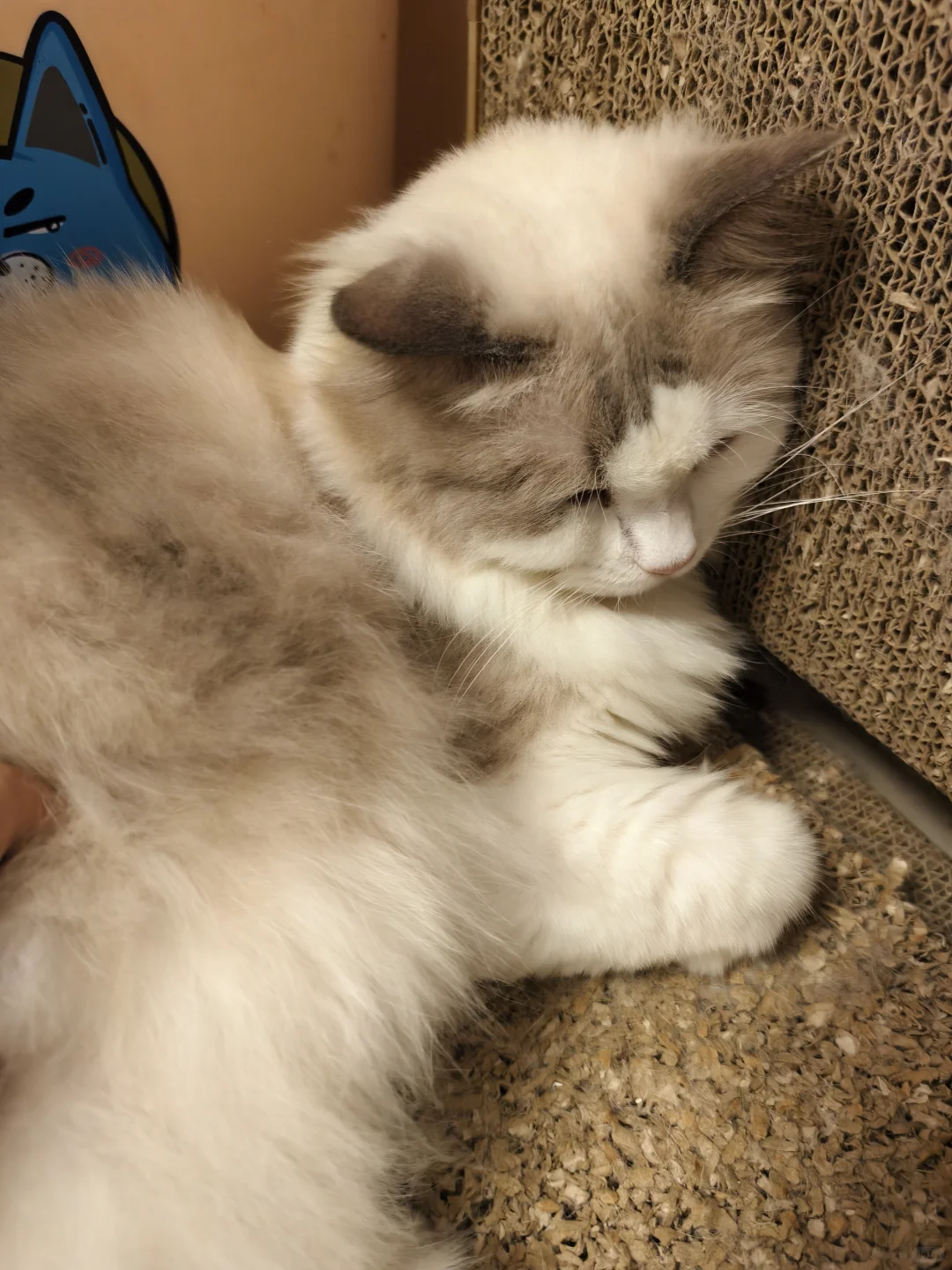猫咖兼职200一天