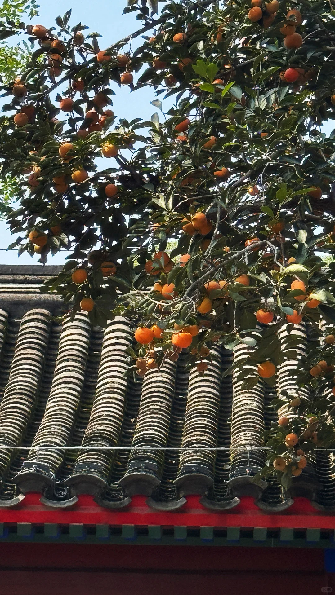 失业的秋天真美