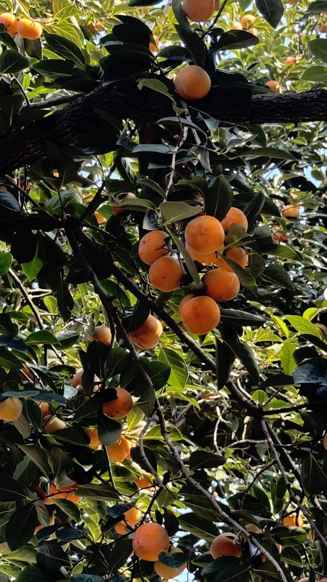 失业的秋天真美