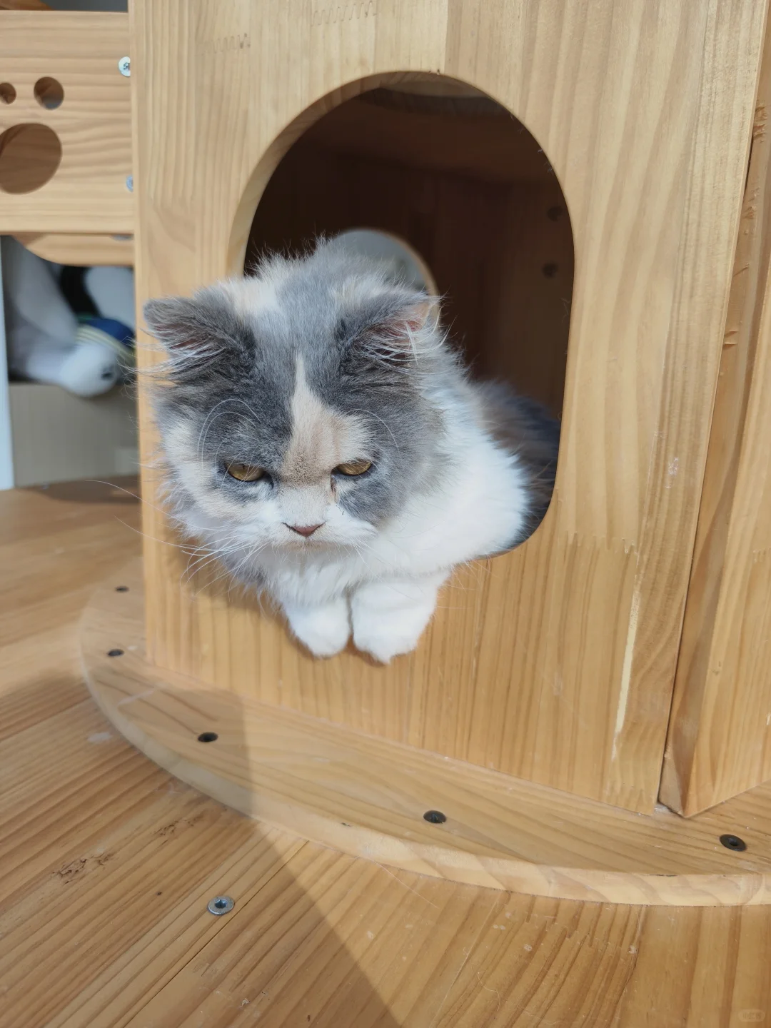 猫咖兼职200一天