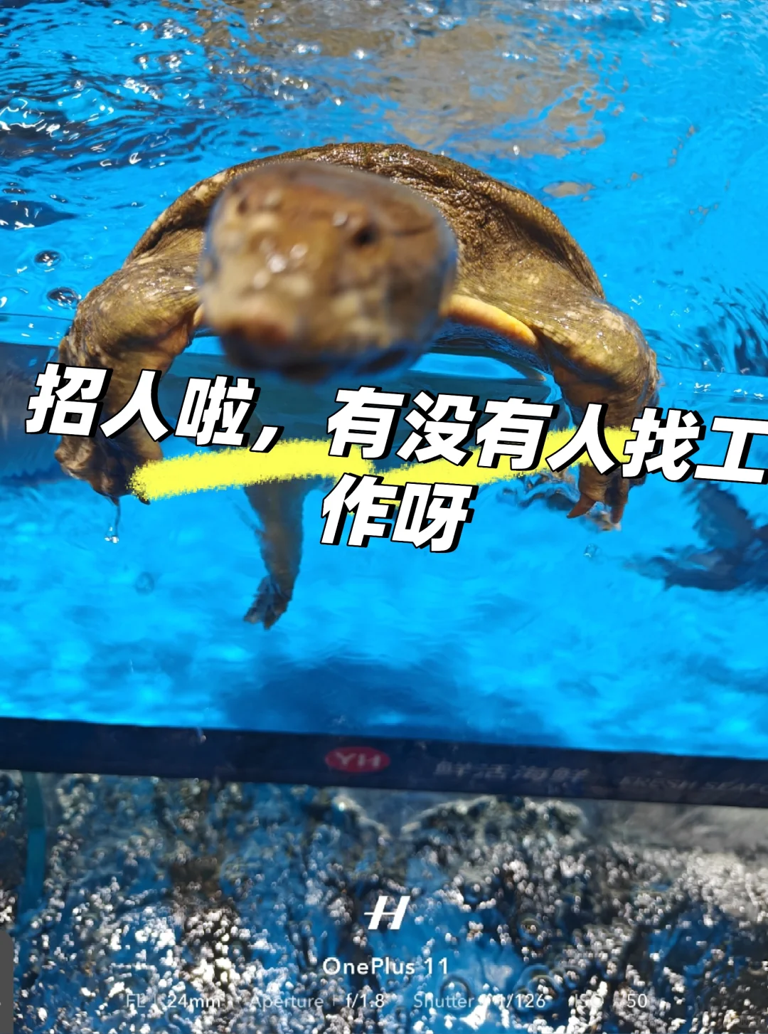 招人啦招人啦绵阳园艺山
