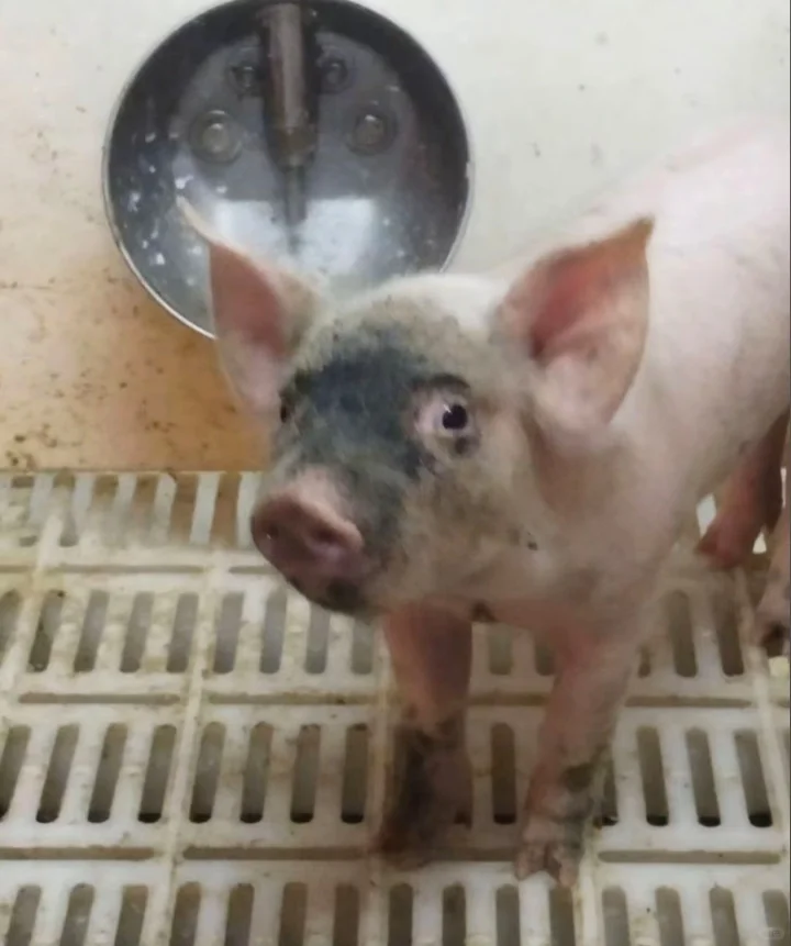 德驰农牧有限公司