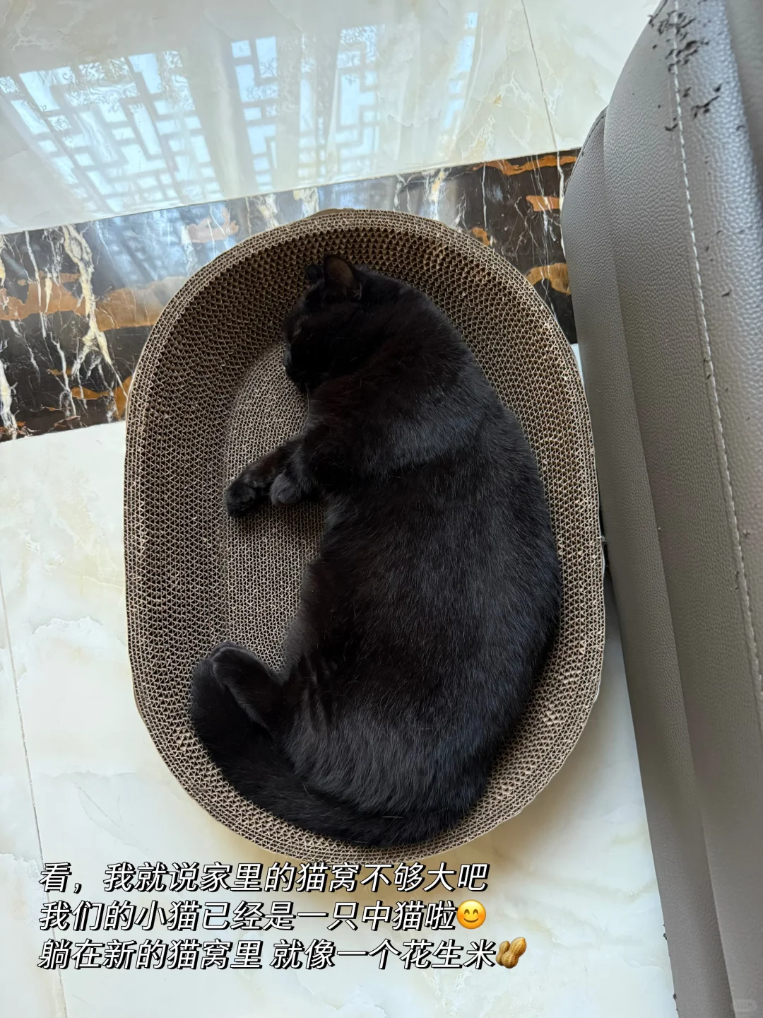 近期关键字：爱 生活 小猫