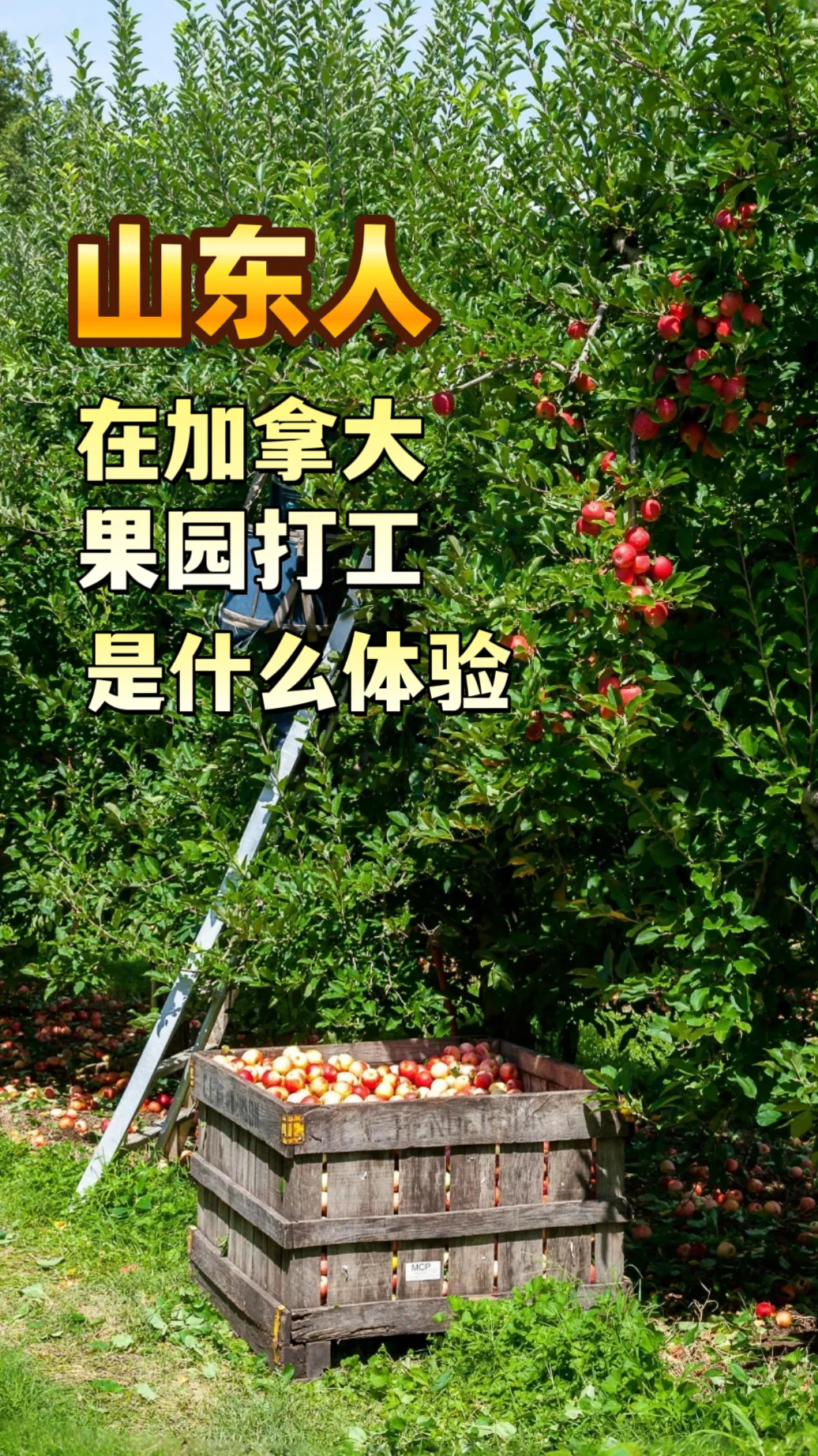 山东人在加拿大果园打工是什么体验