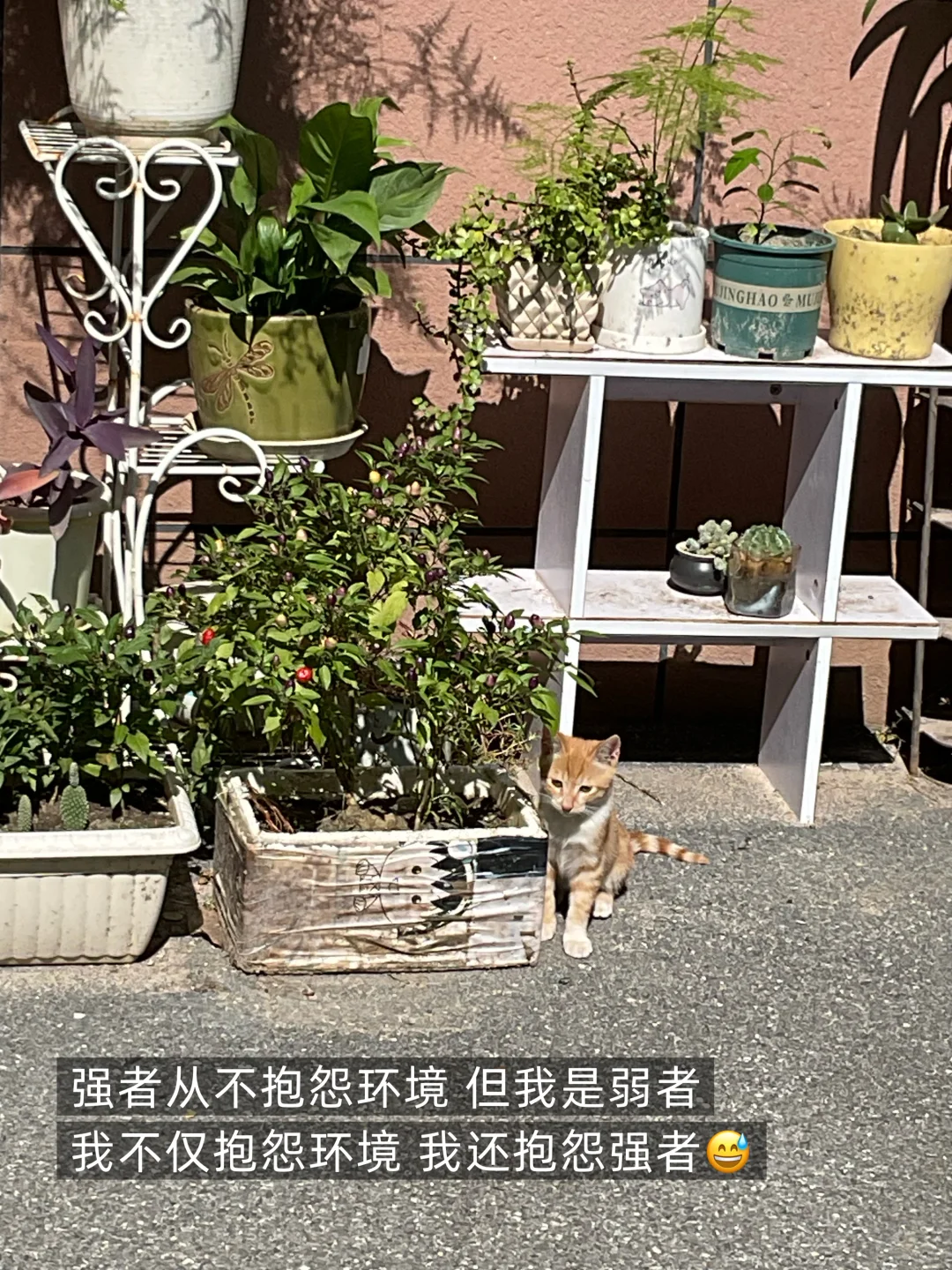 中科大秋招Plog 被大厂伤过的心还可以爱谁