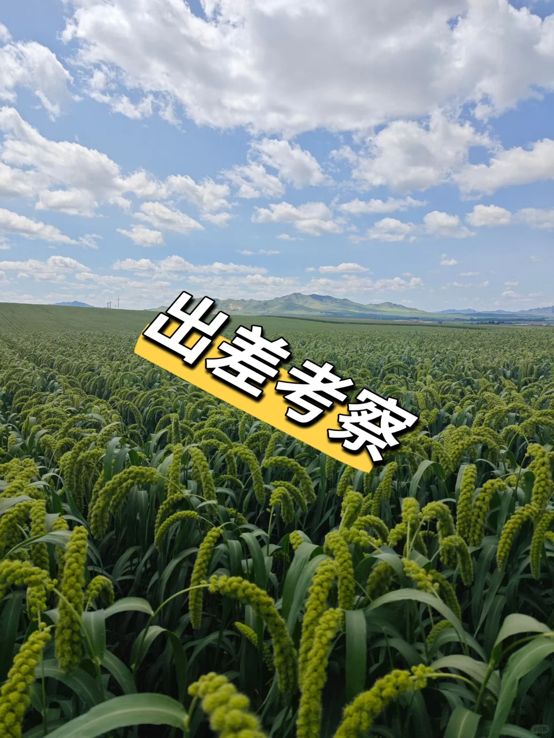在农业公司上班的日常😍，你能接受吗