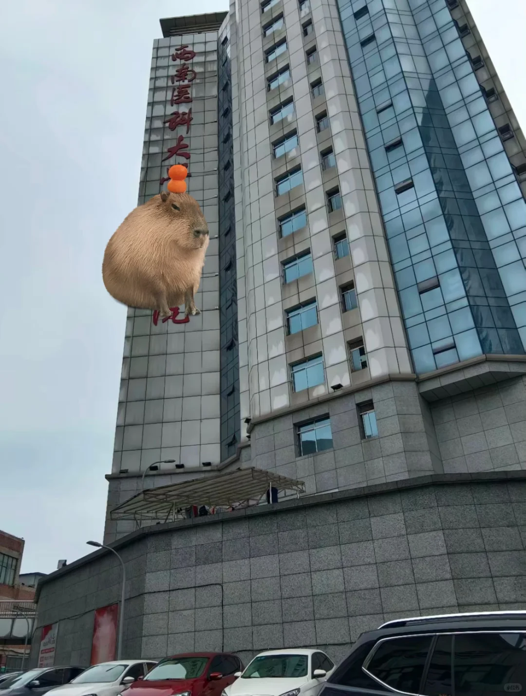 收费处招聘，西南医科大附属🏥，谁来