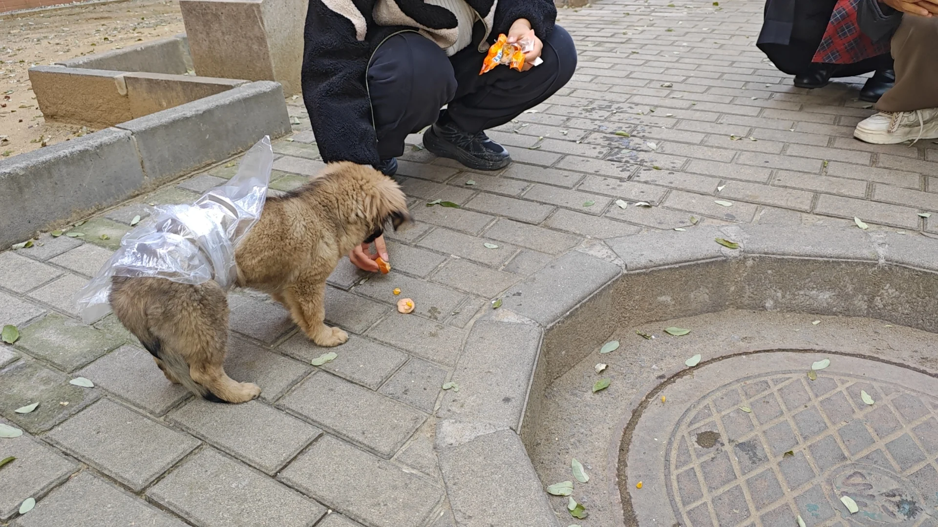 逛完招聘会想投胎做🐶