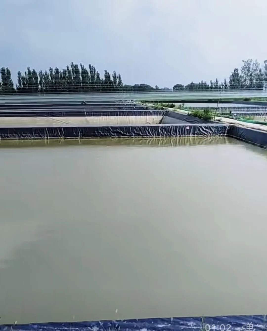 赛级锦鲤养殖场招聘啦