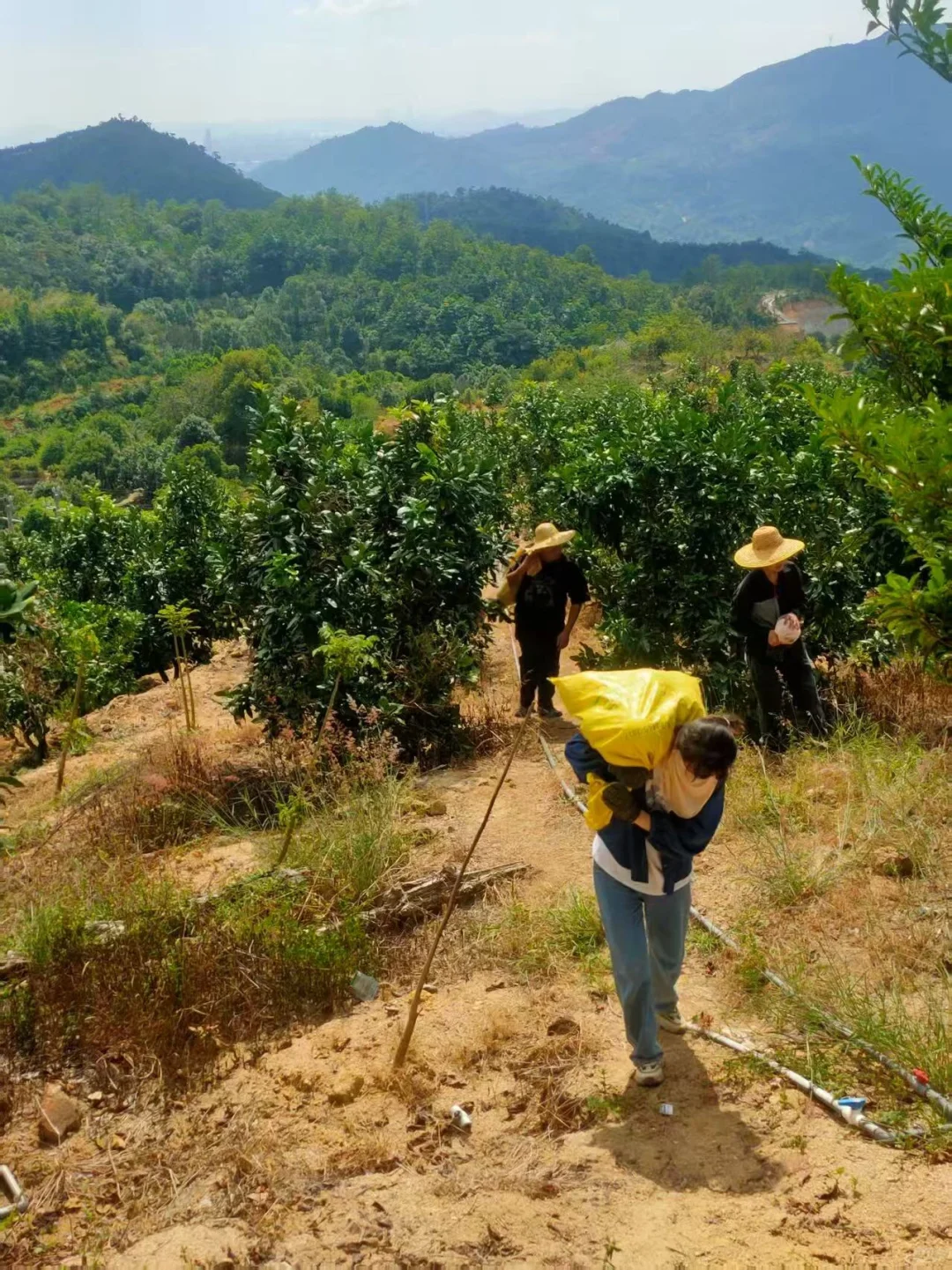 果园招聘专职管理人员