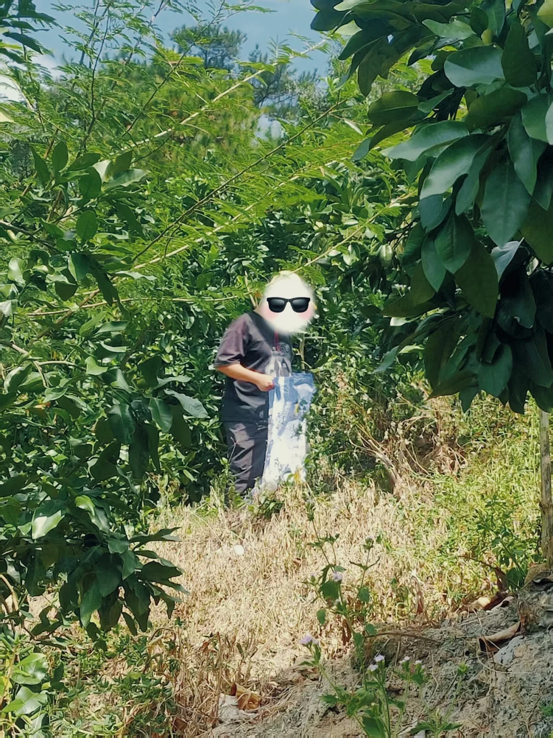 果园招聘专职管理人员