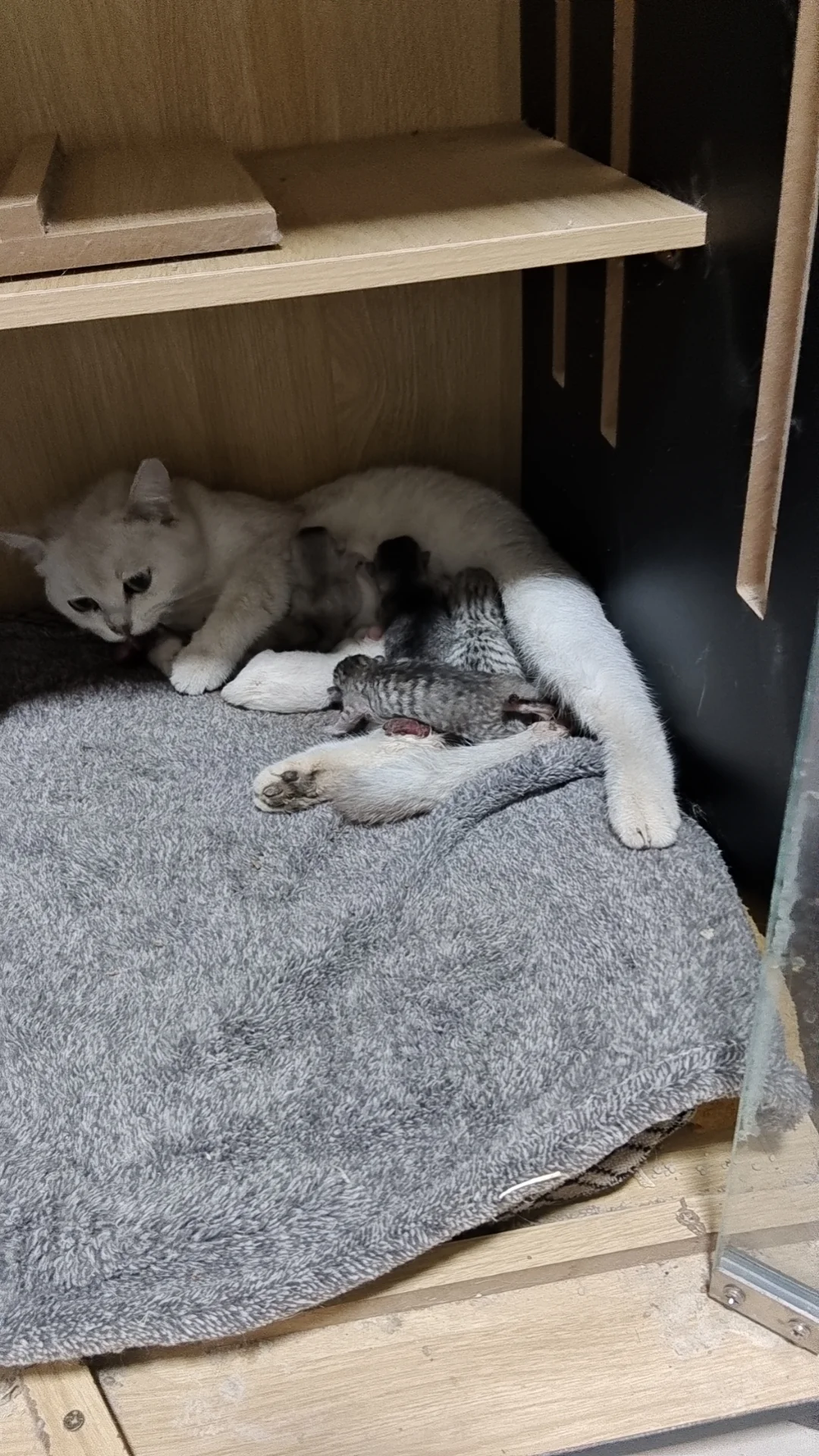 克拉玛依🆓无偿领养猫咪