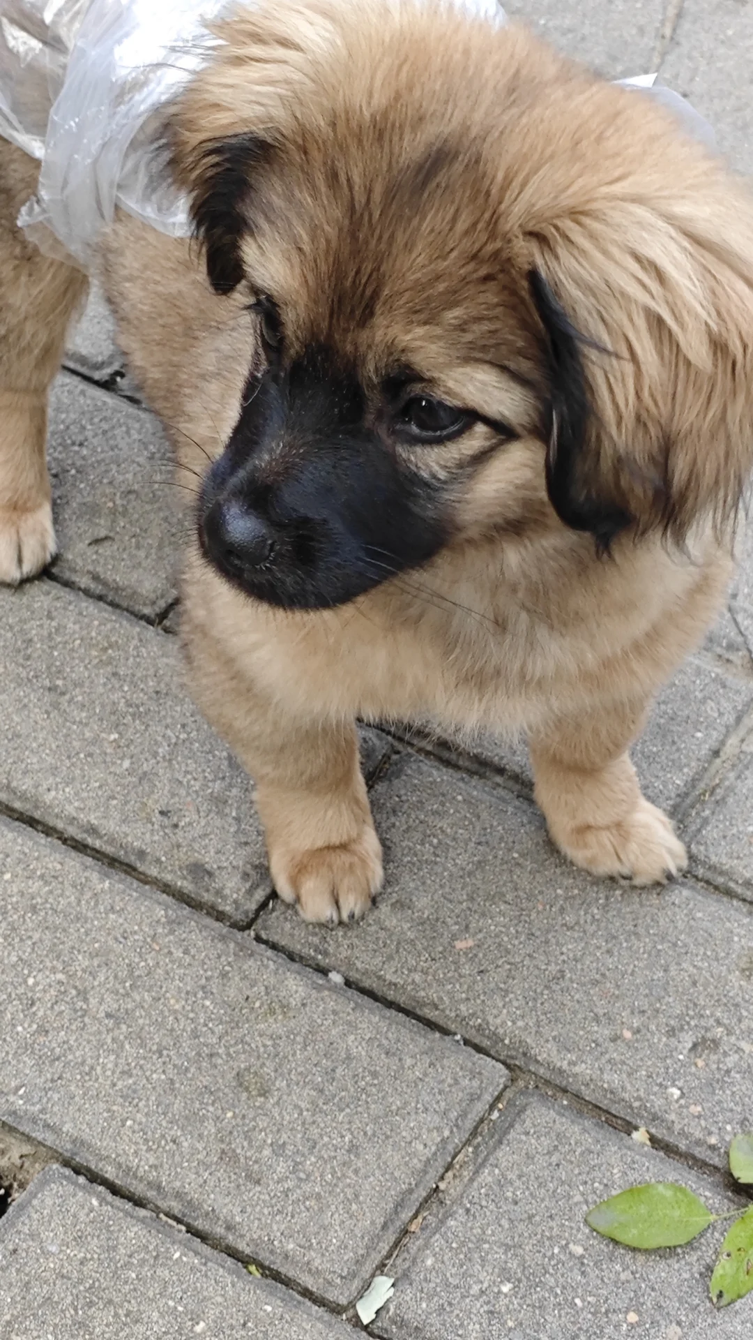 逛完招聘会想投胎做🐶