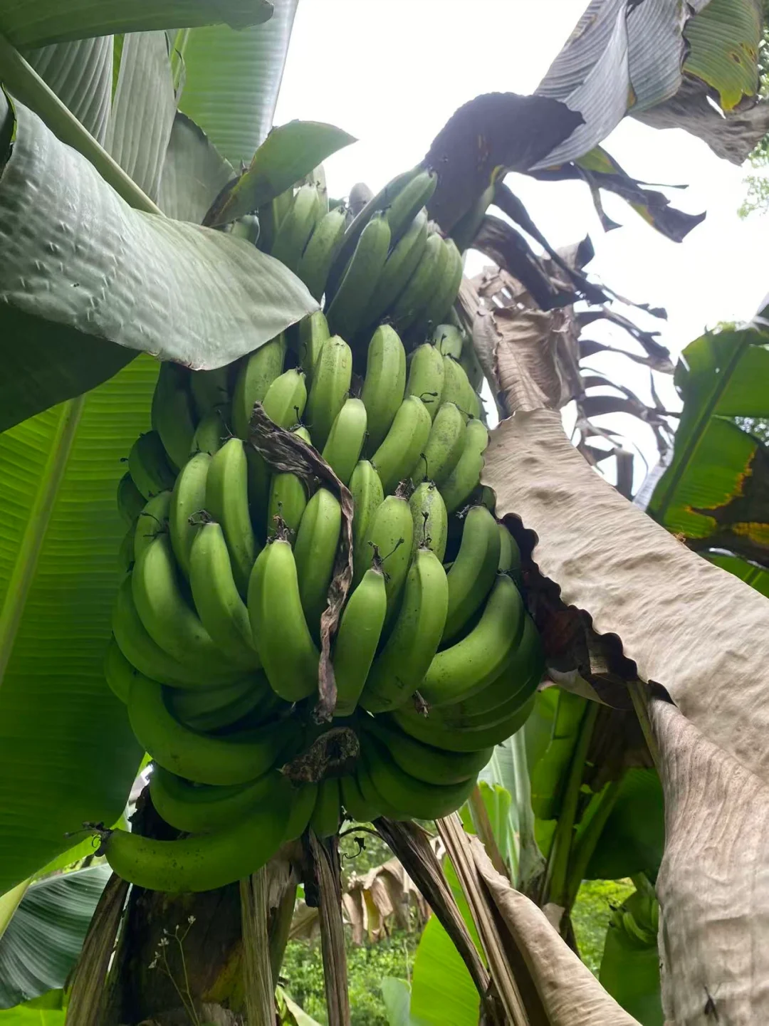 果园招聘专职管理人员