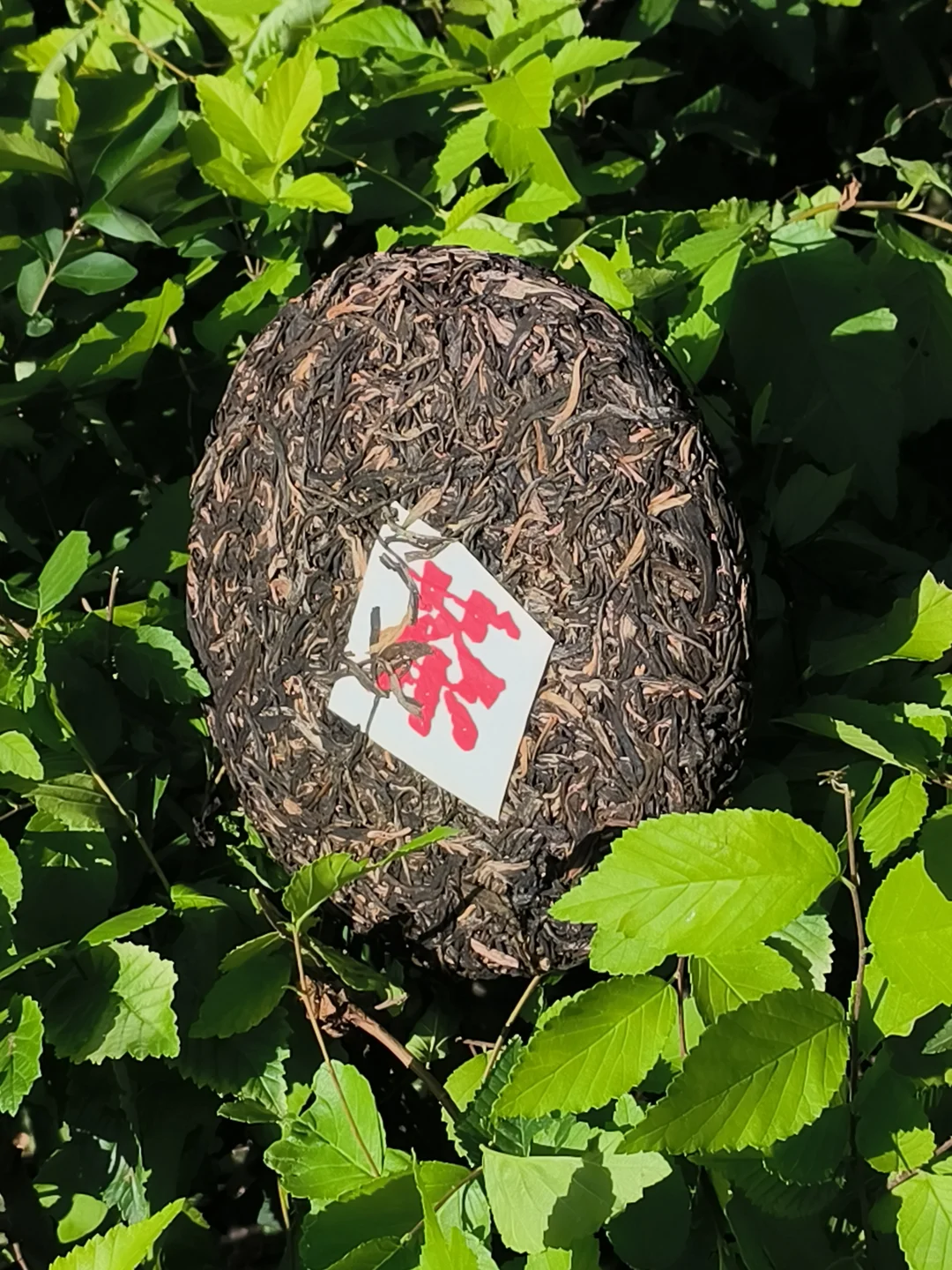 呼和浩特招聘主播一牧