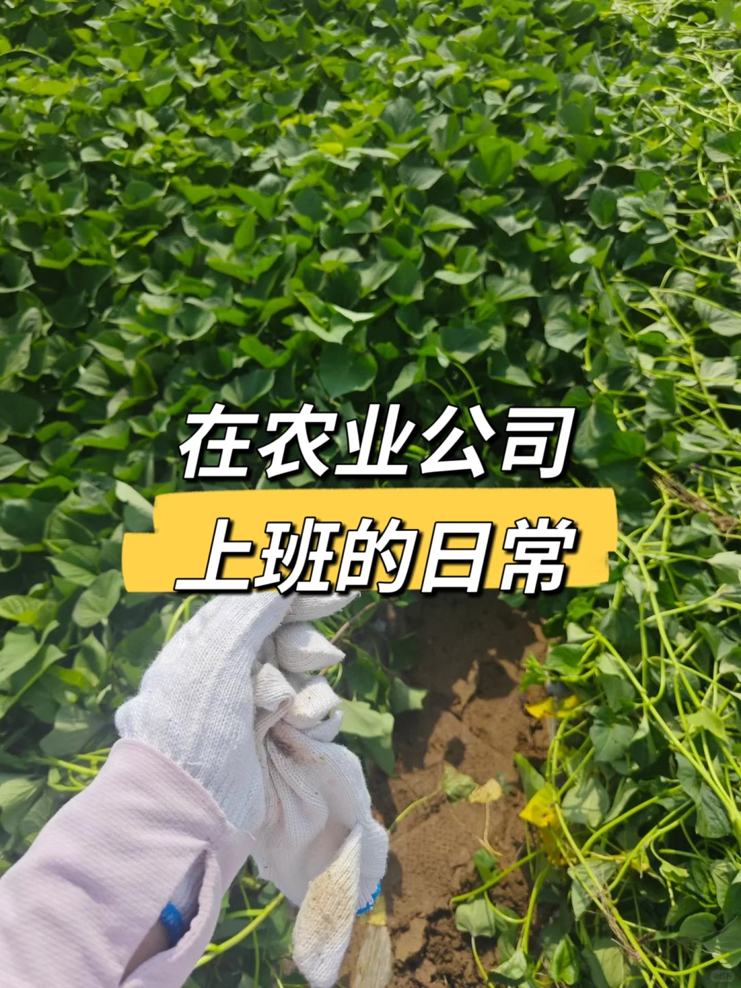 在农业公司上班的日常😍，你能接受吗