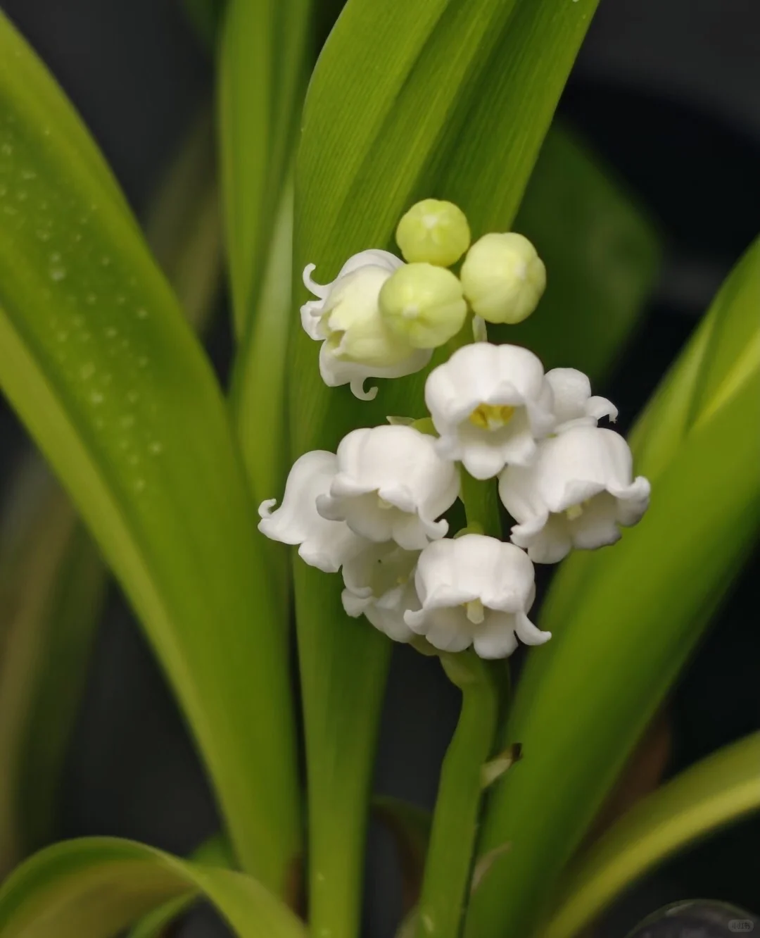 上海事业单位上海外国语大学行政岗推荐