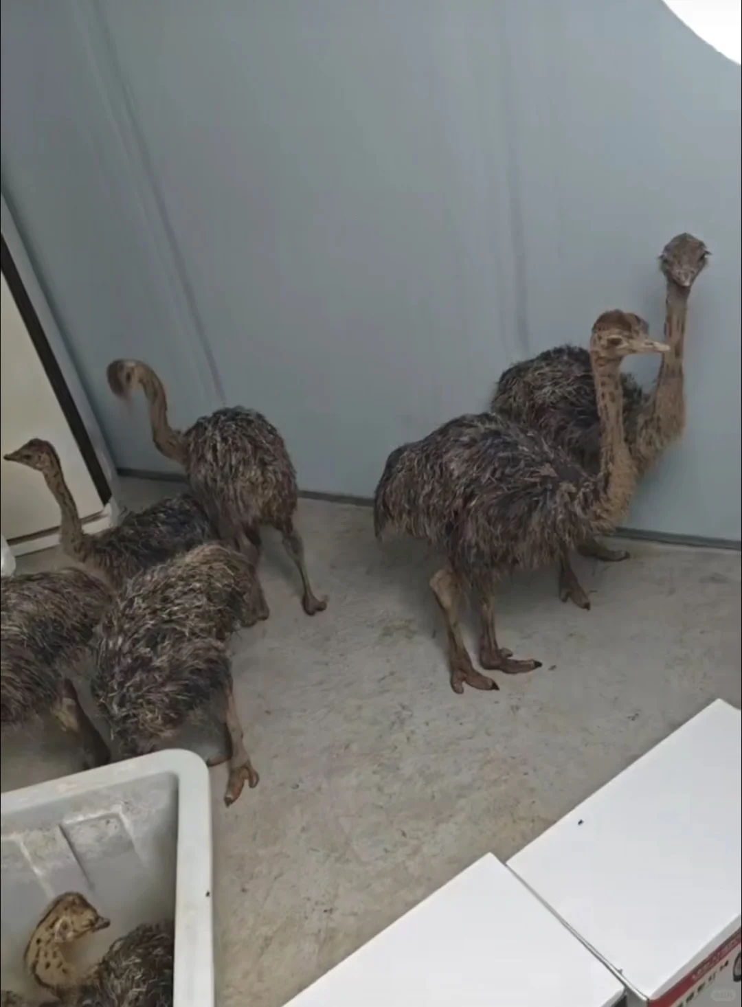 赛级锦鲤养殖场招聘啦