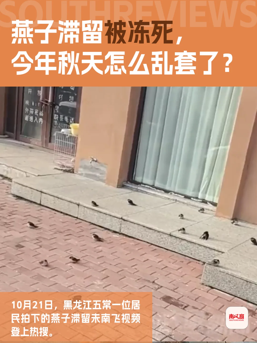 100多只燕子滞留东北，小燕崽被活活冻死