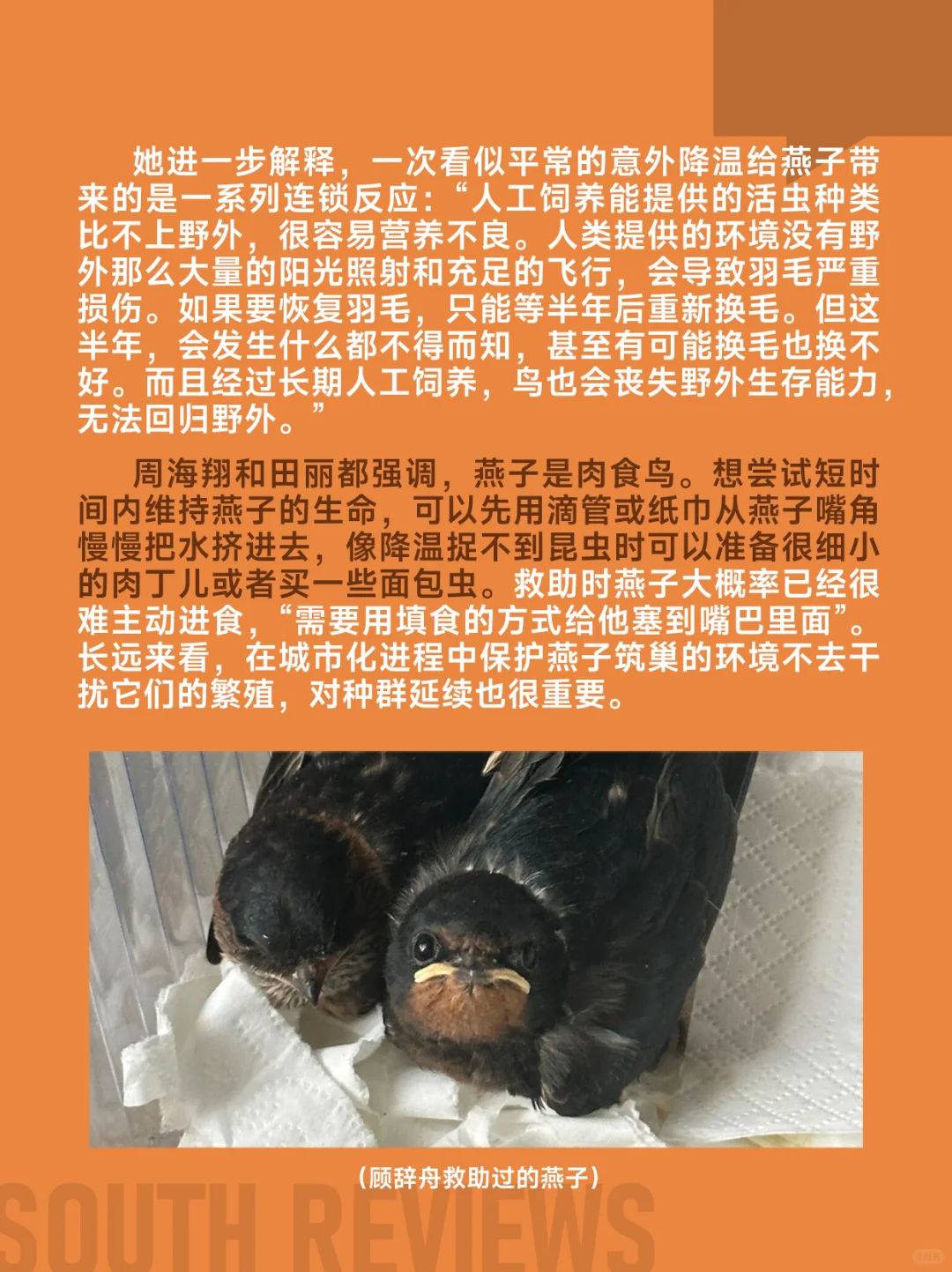 100多只燕子滞留东北，小燕崽被活活冻死