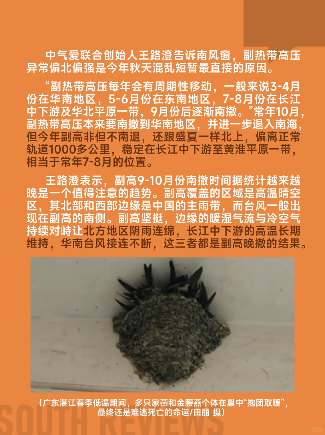 100多只燕子滞留东北，小燕崽被活活冻死