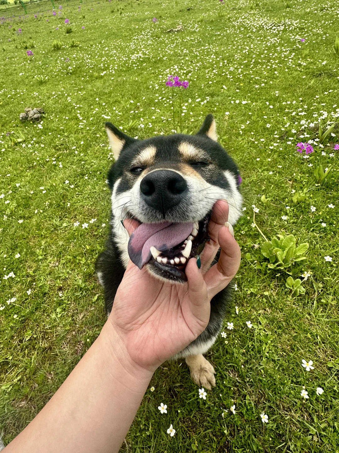 📮 丽江白沙·招募一位“家庭管理员”