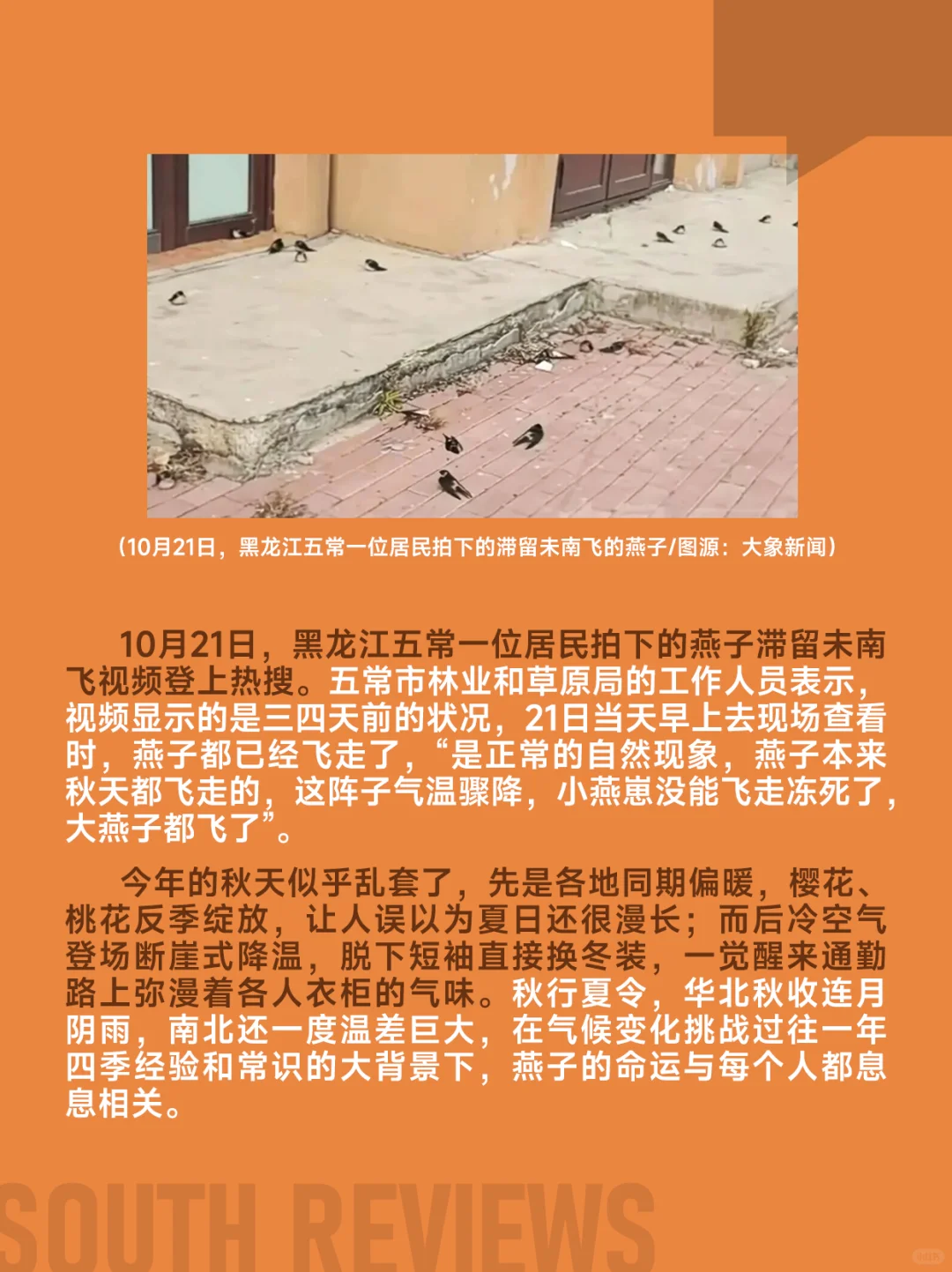 100多只燕子滞留东北，小燕崽被活活冻死