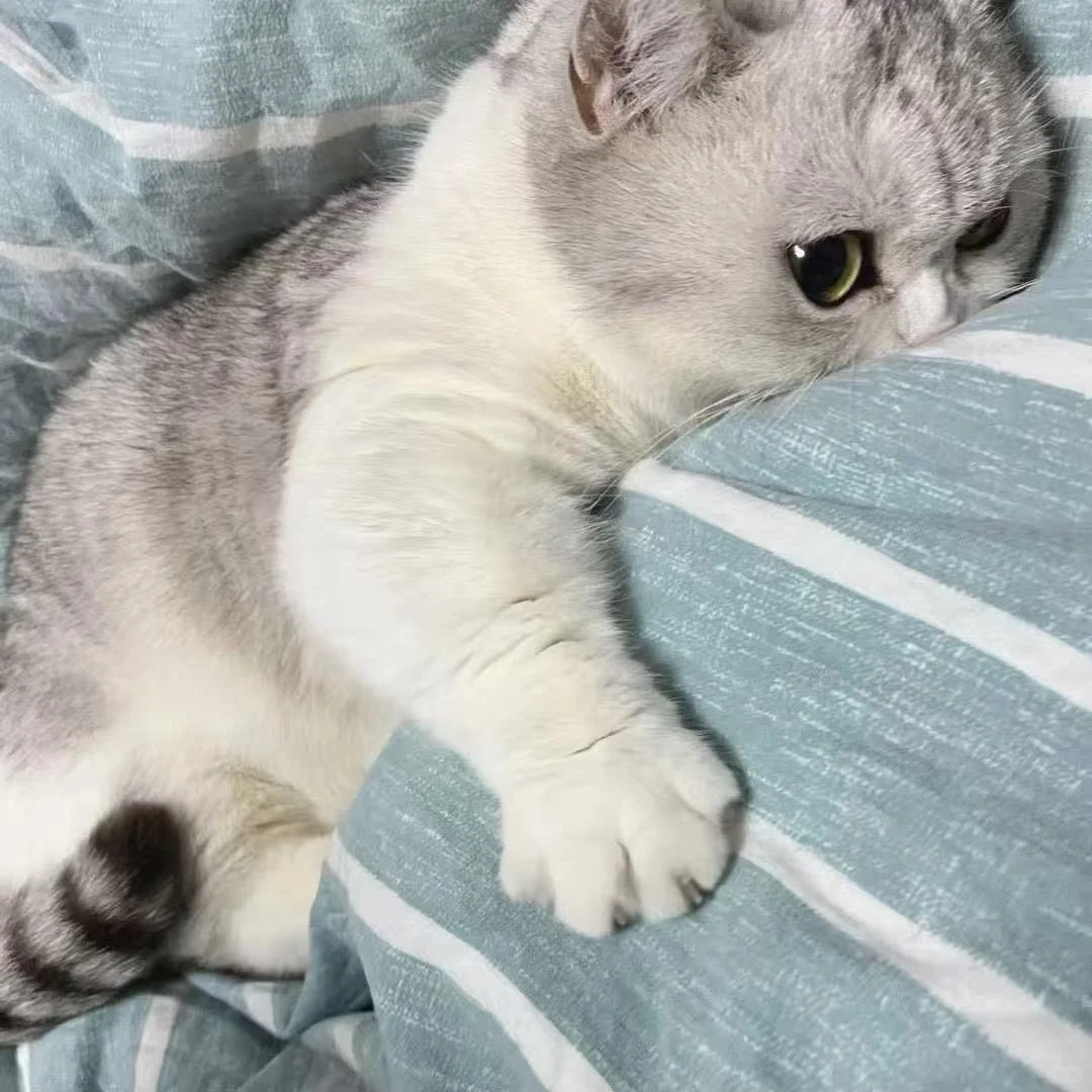 电商，运营助理