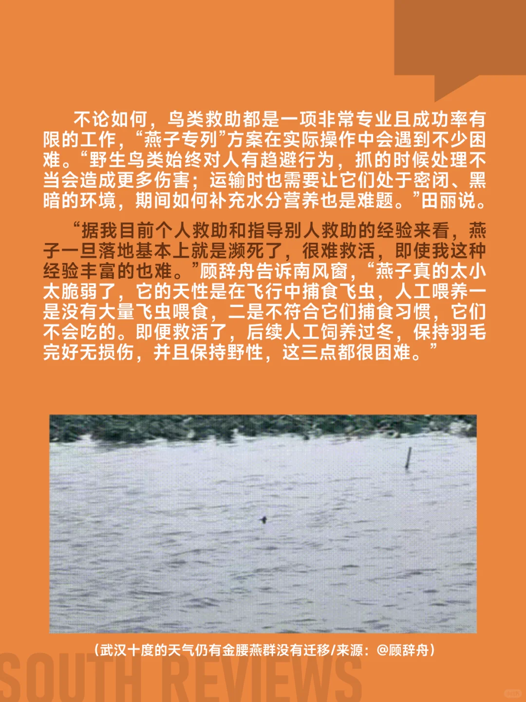 100多只燕子滞留东北，小燕崽被活活冻死