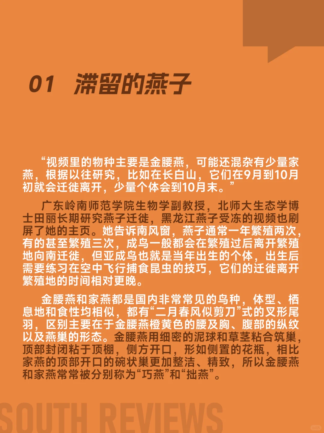 100多只燕子滞留东北，小燕崽被活活冻死