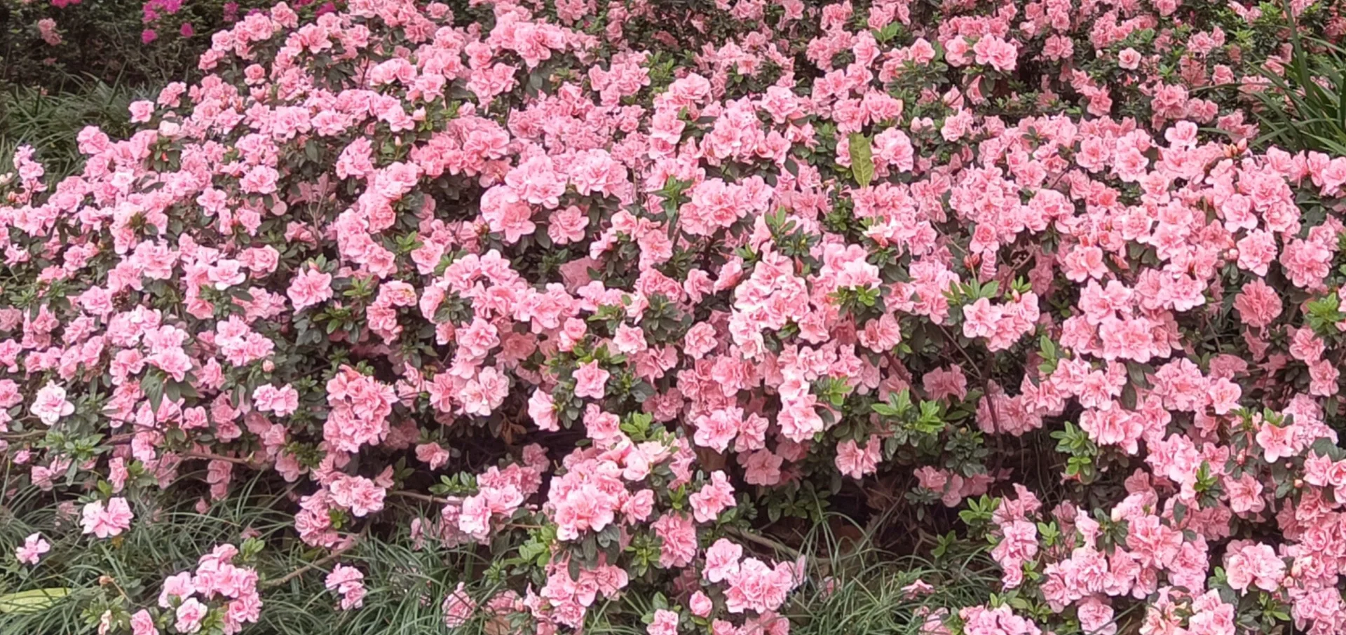 冷门但意外好进的外企 base：杭州