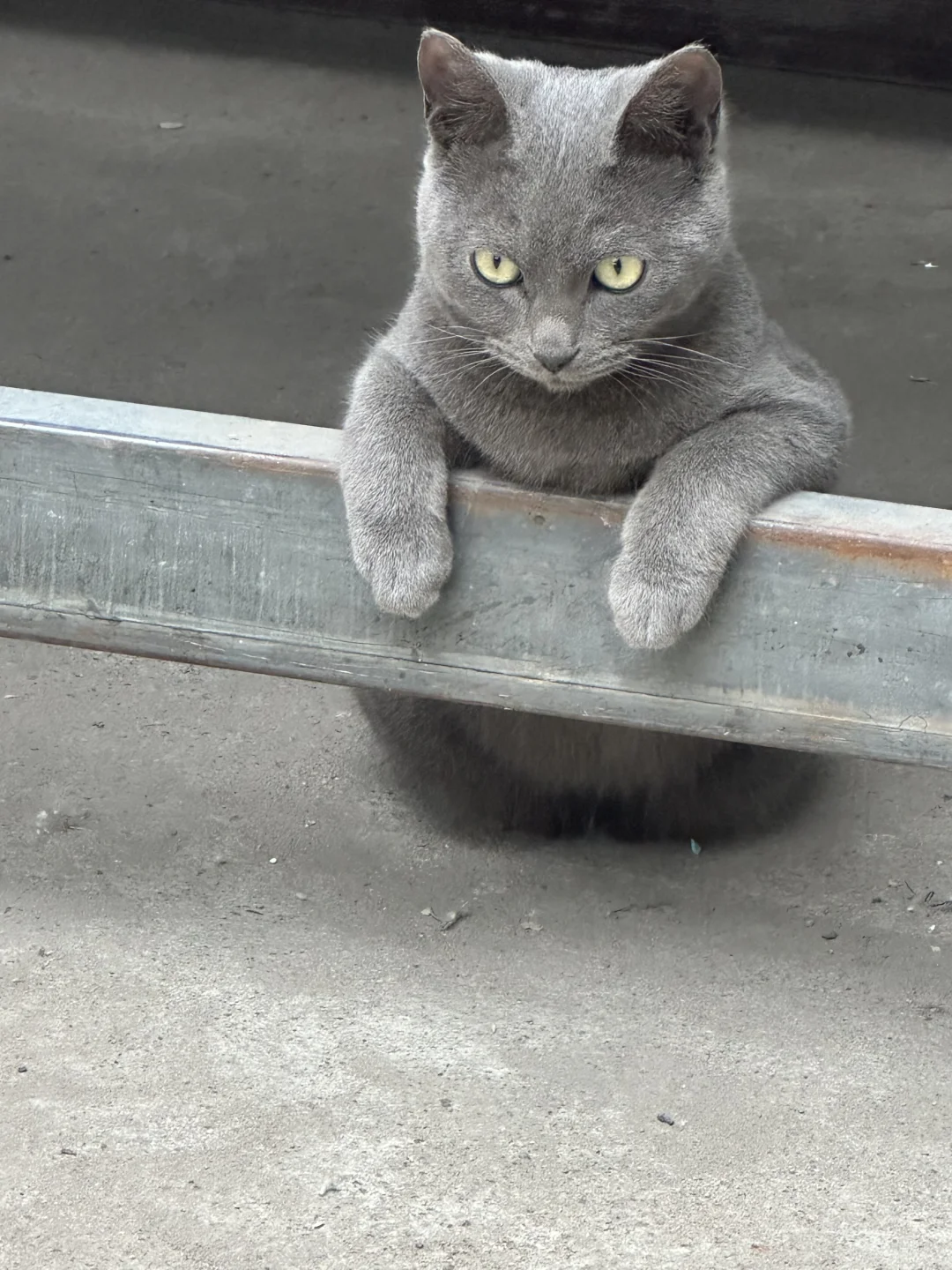 讷河小猫无偿领养