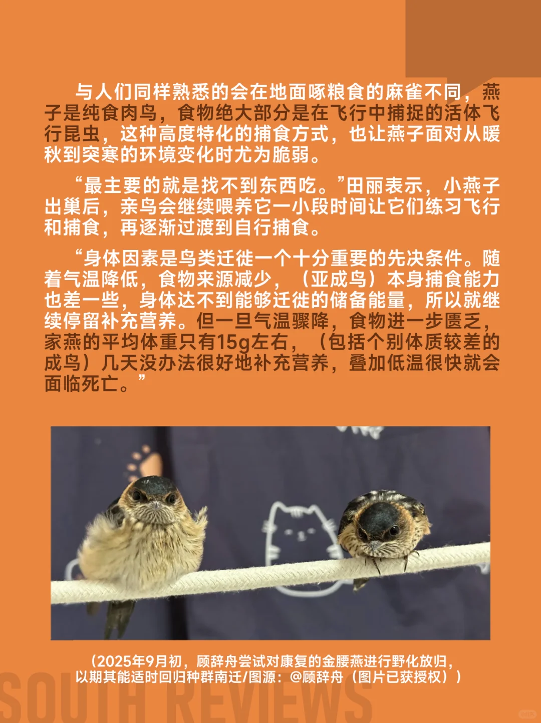 100多只燕子滞留东北，小燕崽被活活冻死