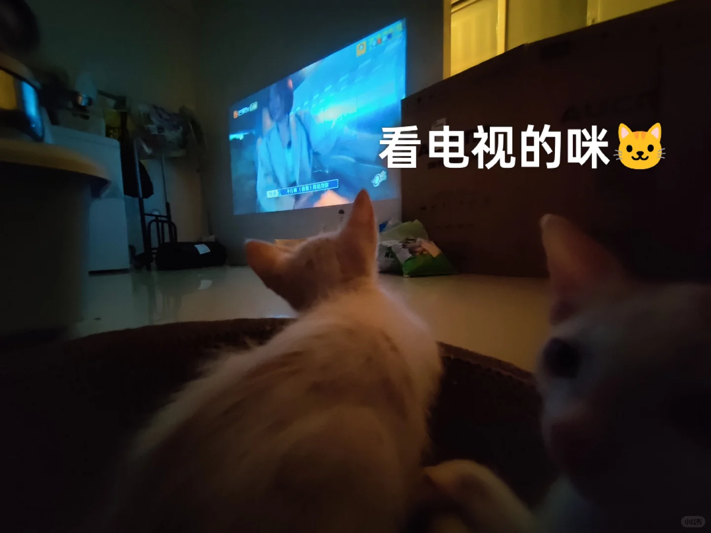 可有化州姑娘中意此咪