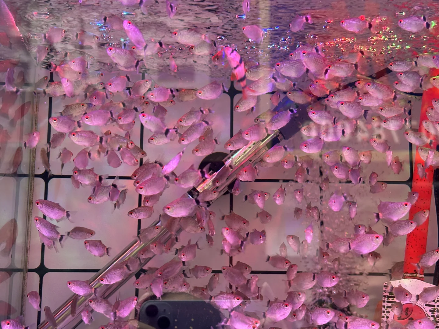 德令哈求姐妹帮个忙【有偿】