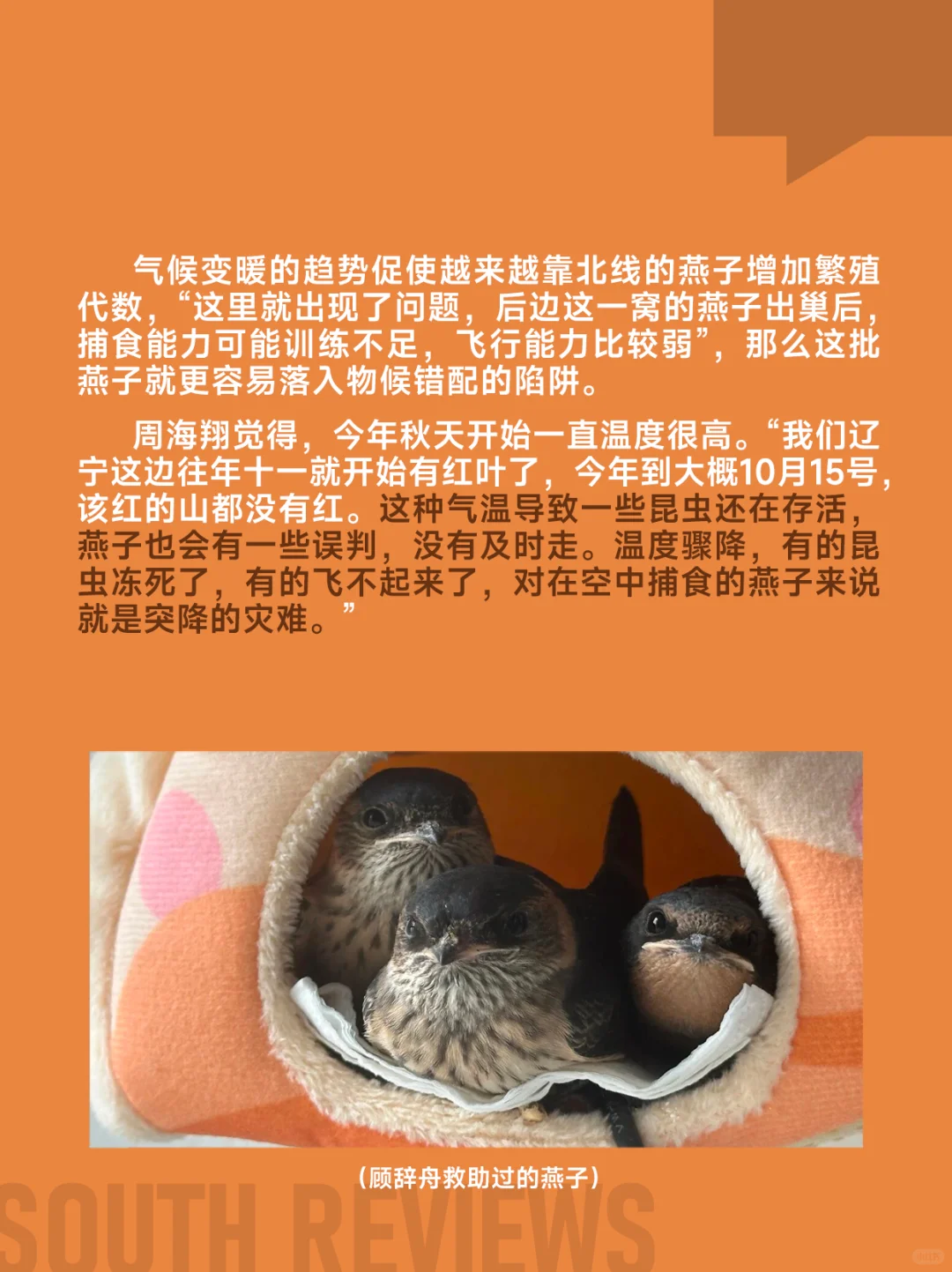 100多只燕子滞留东北，小燕崽被活活冻死