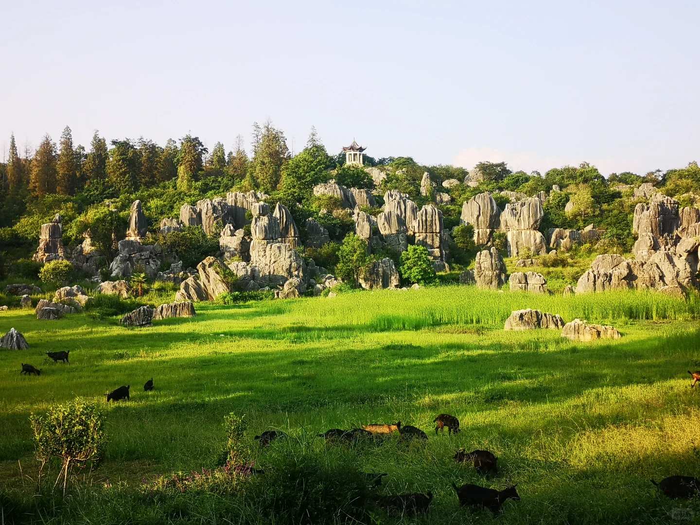 云贵的山羊为什么是黑色的