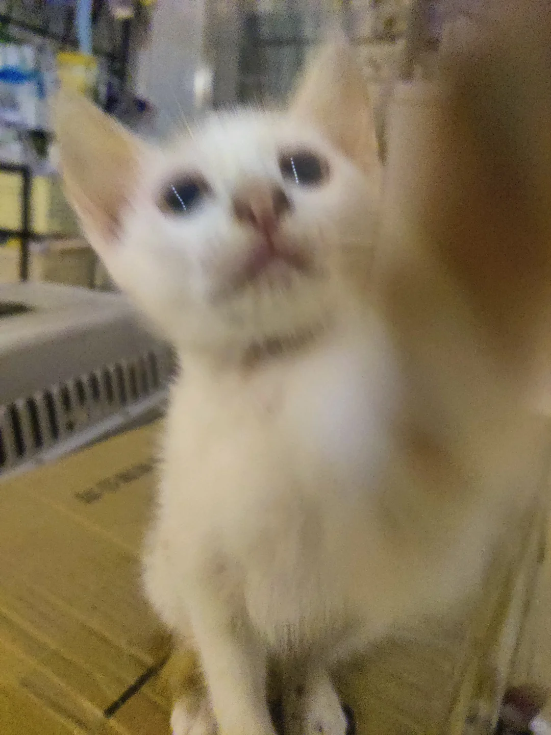 可有化州姑娘中意此咪