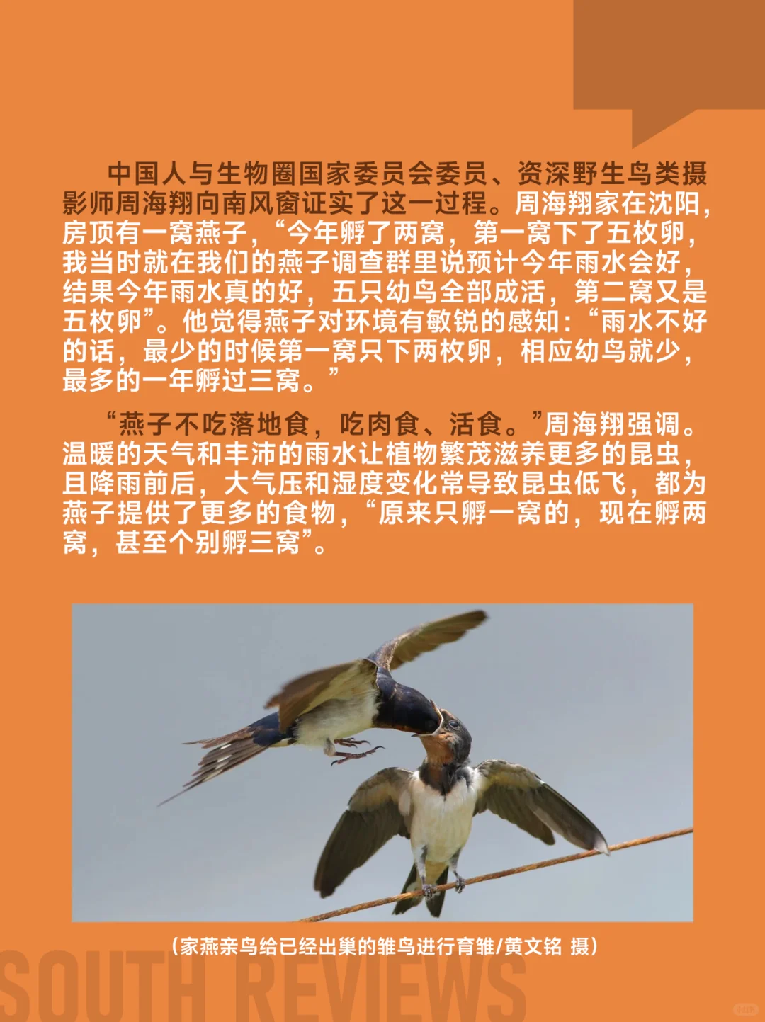 100多只燕子滞留东北，小燕崽被活活冻死