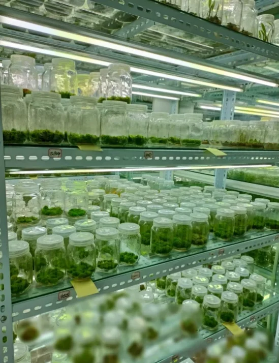 太棒了是植物外企，留子心中的白月光